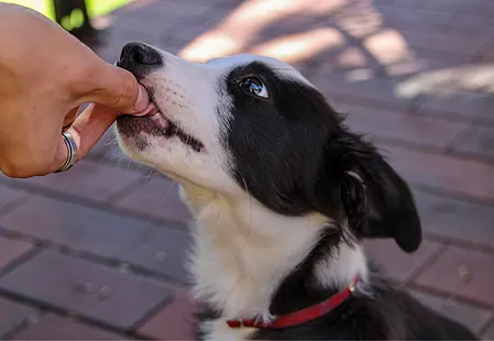 BetterPup IG (22).png